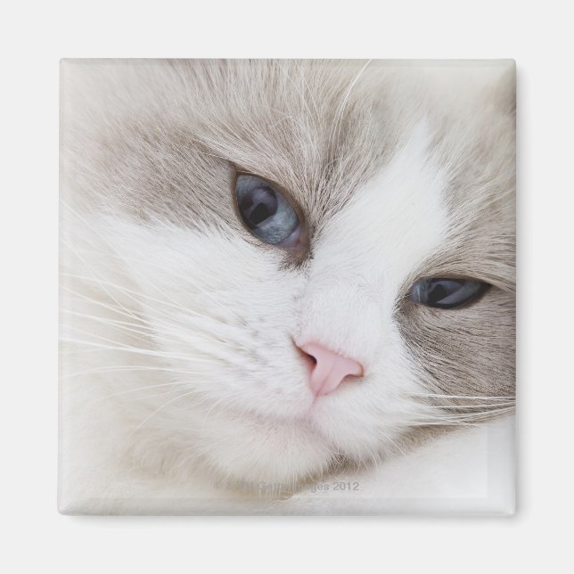 Ragdoll cat magnet (Framsidan)