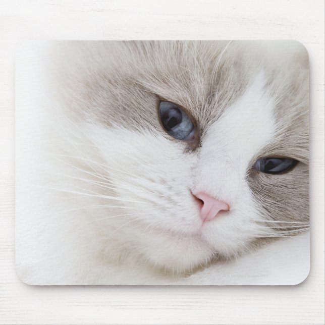 Ragdoll cat musmatta (Framsidan)