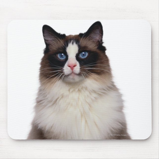 Ragdoll Cat Musmatta (Framsidan)