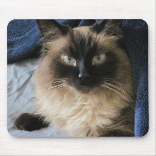 Ragdoll Cat Musmatta