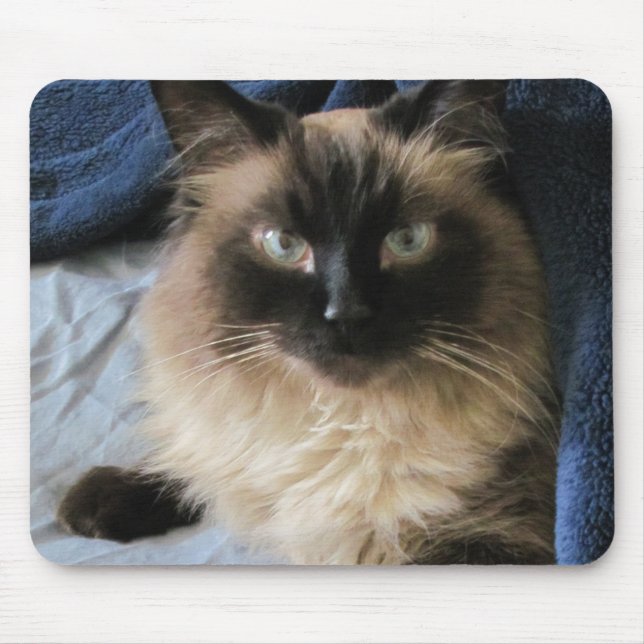 Ragdoll Cat  Musmatta (Framsidan)