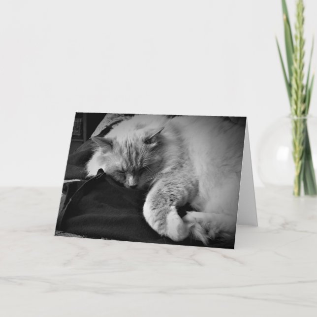 Ragdoll Cat/Noir, kort (Framsida)