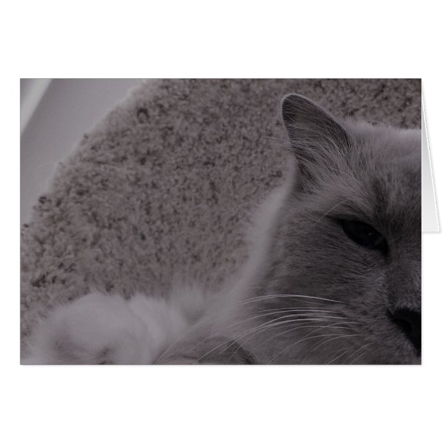 Ragdoll Cat/Noir, kort (Framsidan Horizontal)