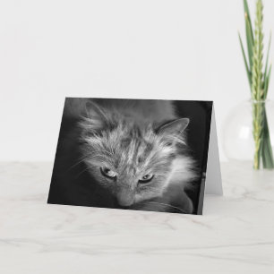 Ragdoll Cat/Noir-kort Kort