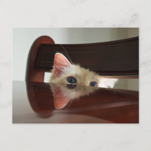 Ragdoll Cat Peeking-vykort Vykort