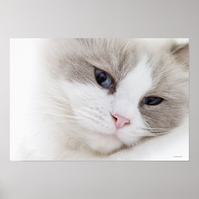 Ragdoll cat poster (Framsidan)