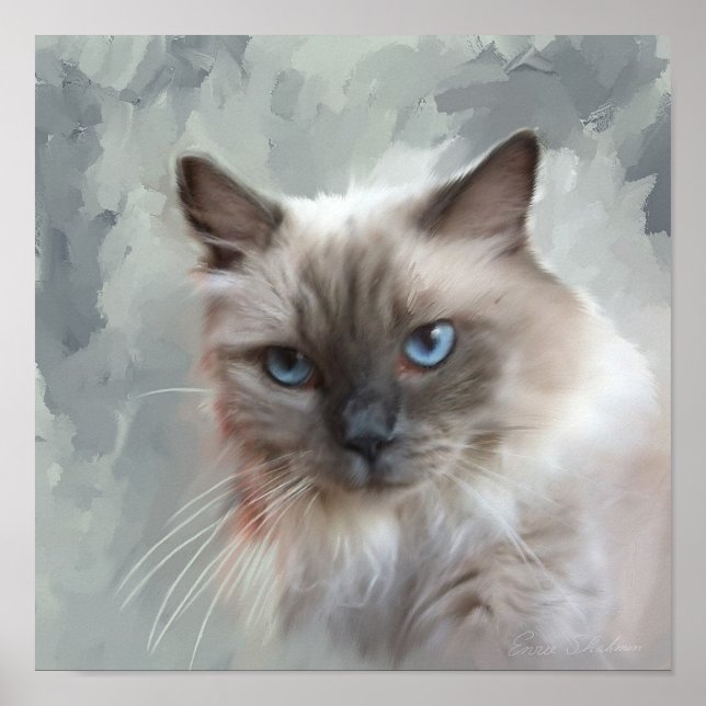 Ragdoll Cat Poster (Framsidan)