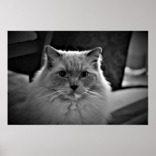 Ragdoll Cat Poster