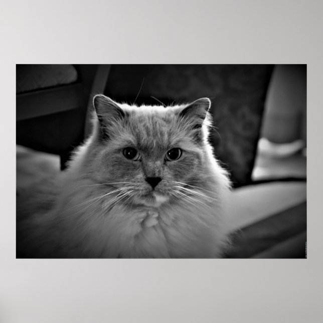 Ragdoll Cat Poster (Framsidan)