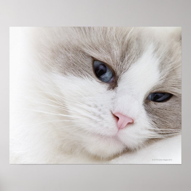 Ragdoll cat poster (Framsidan)