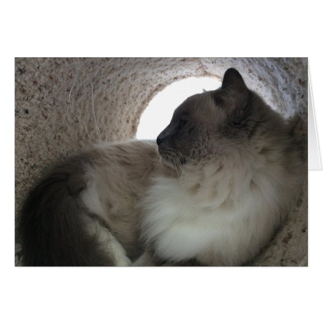 Ragdoll Cat-profil, kort (Framsidan Horizontal)