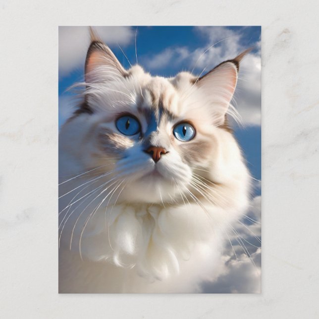 Ragdoll Cat-vykort Vykort (Framsida)