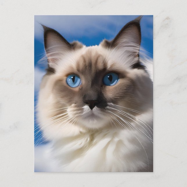 Ragdoll Cat-vykort Vykort (Framsida)