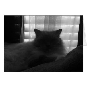 Ragdoll Cat - Watcher at Dusk - Noir Hälsningskort