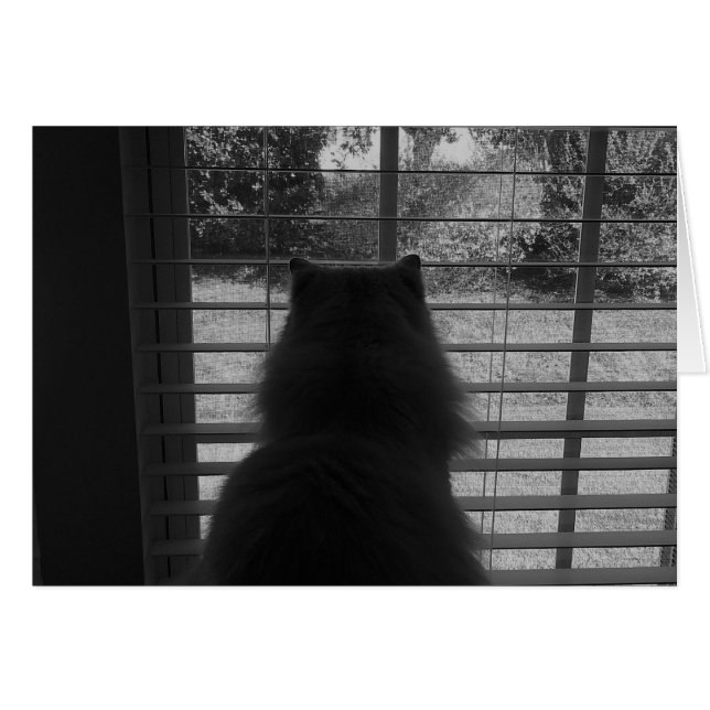 Ragdoll Cat Watching / Noir Hälsningskort (Framsidan Horizontal)