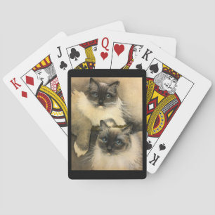 Ragdoll Cats Casinokort