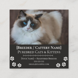 Ragdoll Cattery Anpassningsbar Kattuppfödare Fyrkantigt Visitkort