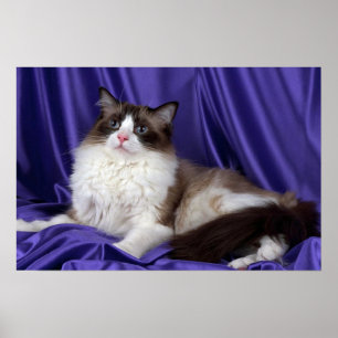 Ragdoll förseglar bi-färg poster