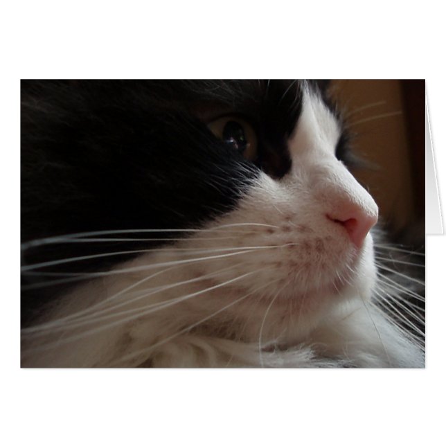 Ragdoll Hälsningskort (Framsidan Horizontal)