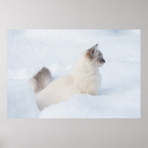 Ragdoll i snö poster