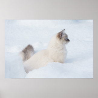 Ragdoll i snö poster