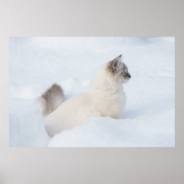 Ragdoll i snö poster (Framsidan)