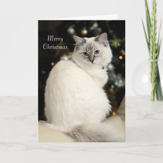 Ragdoll julkort helgkort (Framsida)