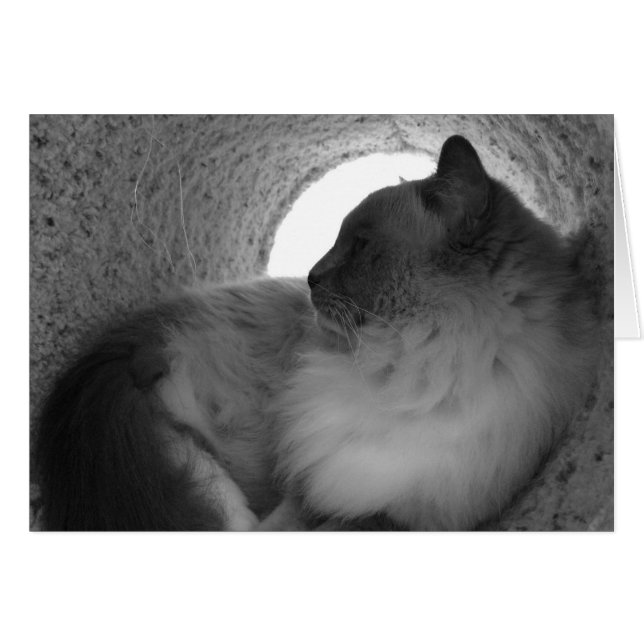 Ragdoll Kat-profil - Noir, kort (Framsidan Horizontal)