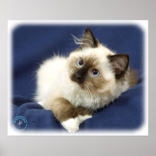 Ragdoll katt 9W082D-011 Poster