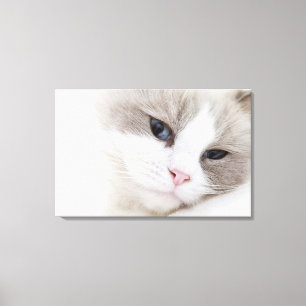 Ragdoll katt canvastryck
