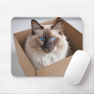 Ragdoll-katt i kartong musmatta