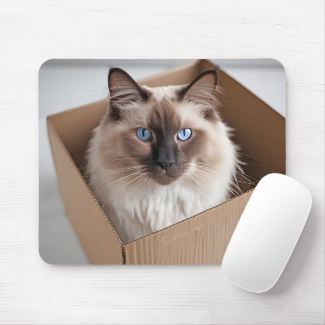 Ragdoll-katt i kartong musmatta (Med mus)