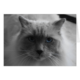 Ragdoll Katt/isolerad Färg Hälsningskort
