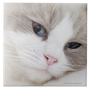 Ragdoll katt kakelplatta