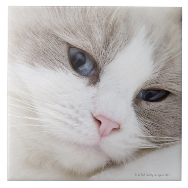 Ragdoll katt kakelplatta (Framsidan)