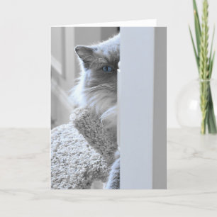 Ragdoll katt, kort