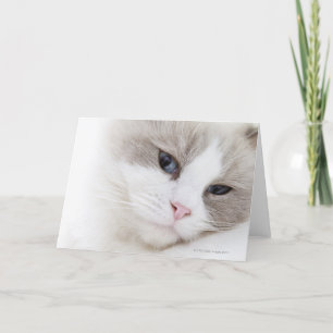 Ragdoll katt kort