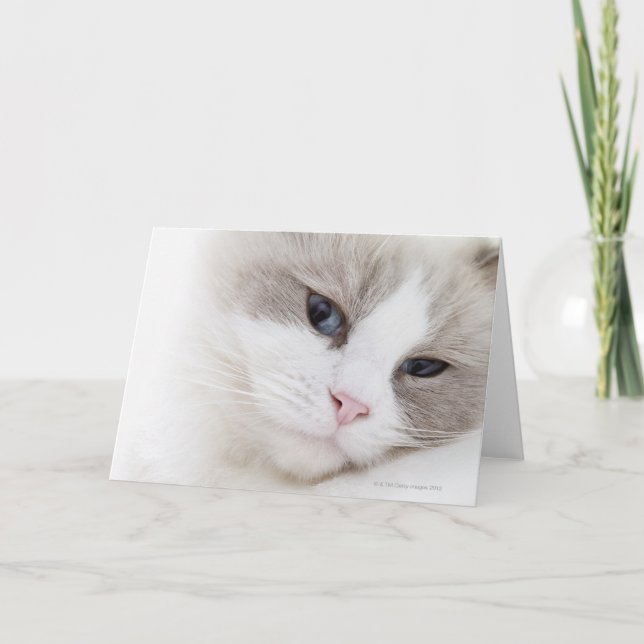 Ragdoll katt kort (Framsida)