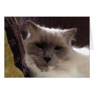 Ragdoll katt, kort
