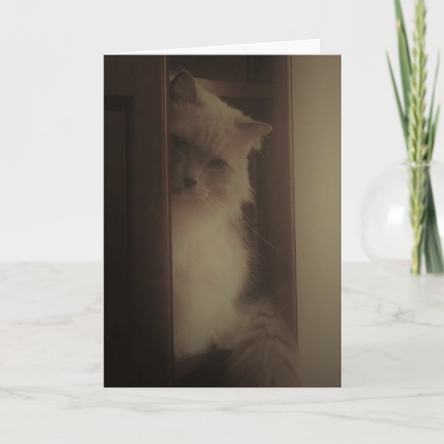 Ragdoll katt kort (Framsida)