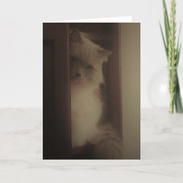 Ragdoll katt kort