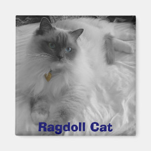 Ragdoll katt magnet