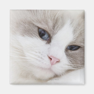 Ragdoll katt magnet