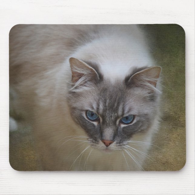 Ragdoll katt Mousemat Musmatta (Framsidan)