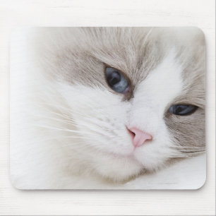 Ragdoll katt musmatta