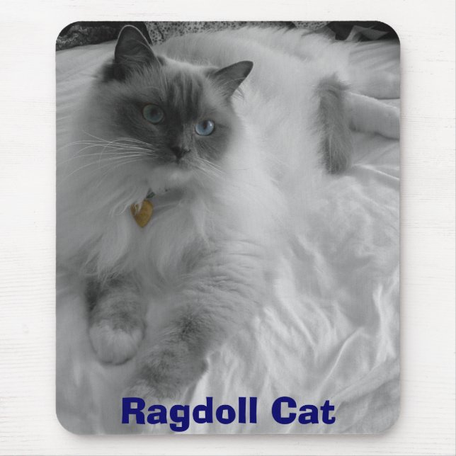Ragdoll katt musmatta (Framsidan)