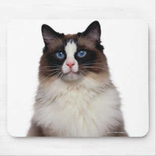 Ragdoll katt musmatta
