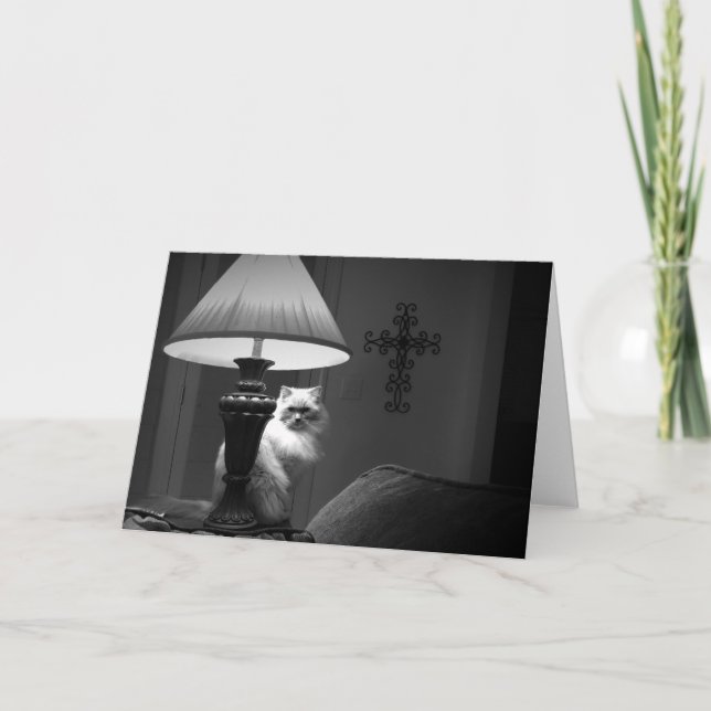 Ragdoll katt/Noir Kort (Framsida)