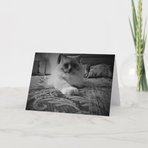 Ragdoll katt/Noir kort
