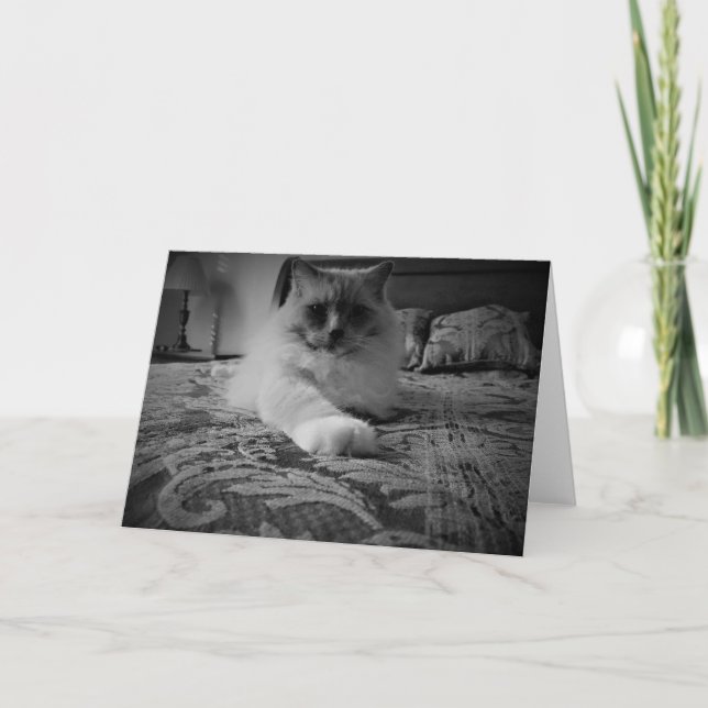 Ragdoll katt/Noir kort (Framsida)
